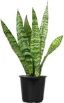 Live Snake Plant, Sansevieria Zeyla