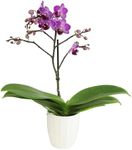 Purple Phalaenopsis Live Orchid Pla