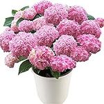 Pink Hydrangea Flower Seeds 20pcs Perennial Organic Fresh Easy to Grow Plants Flower Seeds for Planting Yard Garden Outdoor Indoor