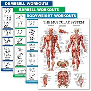 Palace Learning 4 Pack - Dumbbell Workouts + Barbell Workouts + Bodyweight Workouts + Muscle - Set of 4 Workout Charts (18” x 24”, LAMINATED)