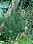 Perennial Farm Marketplace Juncus inflexus 'Blue Arrows' (Rush) Ornamental Grass, Size-#1 Container, Bluish Green Foliage