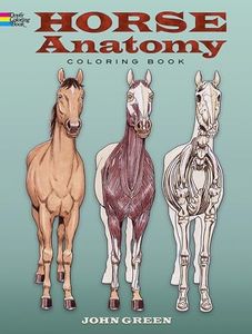 Horse Anatomy