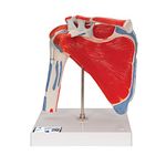 3B Scientific A880 5 Part Shoulder Joint Model with Rotator Cuff, 7.1" x 7.1" x 9.4"