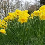 Carbeth Plants - 25 x Daffodil Dutch Master Spring Bulbs - Yellow Tall Narcissus Spring Flowering Perennials - UK Hardy Low Maintenance Pollinator Friendly - Grow in Beds, Borders and Patio Pots