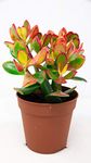 Crassula Ovata in a 12cm Pot - Money Penny Plant - Live Indoor Plant