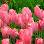 Tulip Bulb Perennial Plant Bulk Bulb for Planting Flowering Bulbs (5 Bulbs,Sweet English Rose Tulip)