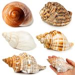 WeDoSoy 5PCS Extra Large Hermit Crab Shells | Natural Sea Conch Size 3" - 4.7", Opening Size 1.6" - 2.7" | Turbo Seashells for Hermit Crab Supplies and Beach Decoration Large Sea Shell