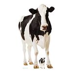 Star Cutouts SC163 Lifesize Cardboard Cutout of Cow Farm Animal Perfect for collectors, fans and friends 152cm Tall