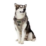 Harnesses For Huskies