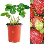 Strawberry 'Cambridge Favourite' Hardy Garden Fruit Bush Plants | 9cm Pot (10 Plants)