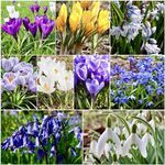 25 x Woodland Naturalising Bulbs Collection - Winter to Spring Flowering Bulbs - Snowdrops Bulbs, Bluebells Bulbs, Crocus Bulbs, Puschkinia Bulbs, Chionodoxa Bulbs, for Planting Now UK - Free UK P&P