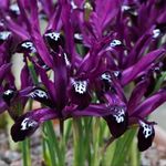 3 Pack Iris Reticulata Bulbs, Iris Bulbs for Fall Planting Perennial, Dwarf Iris Bulbs, Iris Bulbs Rhizomes for Gardens, Easy to Grow (BaoLin)