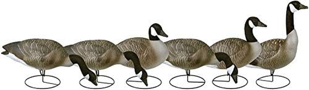 Waterfowl 