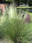 Perennial Farm Marketplace Muhlenbergia c. 'White Cloud' (Muhly) Ornamental Grass, Size-#1 Container, Blue Green Foliage