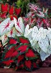 Gebdinsh Garden® Imported Caladium Leafy Plants Bulbs For Outdoor Gardening (Pack Of 10 Bulbs)