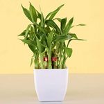 PlantaZee 2 Layer Bamboo Plant in White Plastic Pot for Home Decor