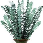 Dried Preserved Eucalyptus Plant Bundle - Real Natural 14 Stems Eucalyptus Leaves, 17'' Fresh Eucalyptus for Shower, Aromatherapy, Flower Vase Arrangements, Wedding Home Greenery Decor (Green)