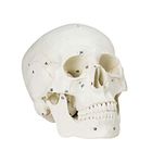 Science Resource E08290 Medical Numbered Human Skull-3 Part | Life Size | Molded From a Real Human Skull | Detailed Hand Painted Numbering | Sectioned Skullcap, Suture Lines & Full Dentition | Key Card Included