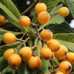 Hug A Plant | Loquat Plum Plant (Eriobotrya japonica) Fruit Live Plant (Home & Garden)