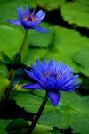 Grow Your Oasis: Top-Quality Water Lily Bulbs for Tranquil Water Gardens" (pack of 3)