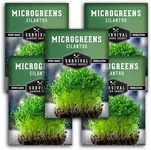 5 Packs Cilantro Microgreens Seeds for Sprouting and Growing - Sprout Green Leafy Micro Herb Plants Indoors - Grow A Mini Windowsill Garden - Non-GMO Heirloom