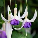 Fuchsia Deltas Sarah | Colourful Outdoor Garden Ready Hardy Shrubs Plants | 20-30cm Potted