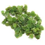 K2AQUA Salvinia Natans Floating Live Plant Natural Aquatic Decoration for Aquariums and Ponds Oxygenating Water Plants