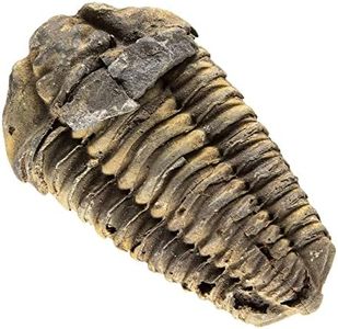 KALIFANO Authentic Large Arthropod Trilobite Fossil from Morocco - Marine Trilobita/Calymene for Fossil Collections and Education Purposes (Information Card Included)