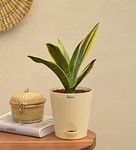 UGAOO Sansevieria Gold Flame Snake Succulent Live Plant with Pot - Medium