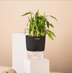 KYARI Bamboo 2 Layer Indoor Plants for Living Room | Live Plants | Plants with Black Self Watering Pot for Home | Air purifier plants | Plants for Home Decor | Plants for Garden & bedroom