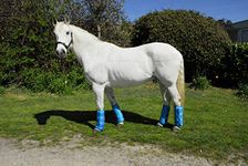 Rhinegold Elite Half Length Travel Boots-Pony-Turquoise