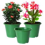 Kuber Industries Plastic Planters|Gamla|Flower Pots for Garden Nursery Home D cor,8"x6",Pack of 3 (Green)