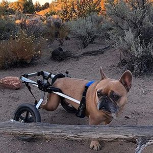 K9 Carts Dog Wheelchair - (Sm/Med, 26-35 lbs) - Made in the USA