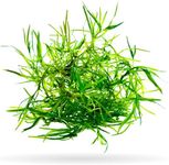 Guppy Grass (+Free Bonus Plant) Live Aquatic Plant for Aquarium (Najas Guadalupensis)