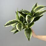 Shirfloral 2 Packs Variegated Hosta Artificial Plant 17.7" Faux Green Dieffenbachia Plant Greenery Aesthetic House Plants for Home Indoor Bathroom Table Shelf Desk Office Decor