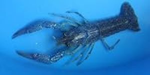 Live Blue Procambus Alleni Crayfish