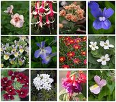 10 Hanging Basket Summer Plug Plant