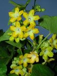 Aspen Kodi Sambangi, Telosma cordata, Pakalana vine Heavy Fragrance Flowering Plant With Safe & Secure Packing