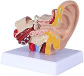 1.5 Times Human Ear Anatomy Model -