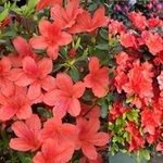 2 x Azalea Orange Beauty Japanese Evergreen Shrub - Rare Plant with Orange-Red Flowers