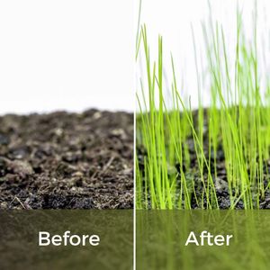 Garden Lawncare Guy Seed & Turf Feed – Pre-Seeding Lawn Fertiliser, Pet Safe