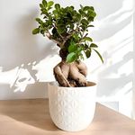 Amulya FARMS & NURSERY Unique & Rare Ficus Bonsai Live Plant 10 YEARS old with 6” Premium Self Design Pot | Indoor Live Plants for Home, Table, Kitchen & Desk Decor | Bonsai Plants | Collector’s Fav