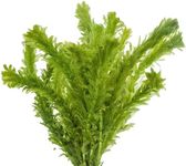 CANTON AQUATICS Anacharis Egeria Densa Bunch - Fast Growing – Linear & Whorled Leaves - Background Positioning - All Natural & Organic Aquatic Plant - Long Lasting & Easy to Care