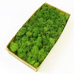 Preserved Reindeer Moss Natural Green DIY Kit Terrariums Gardenning Art Wall Decor Florist Decor Easter Table Decor Wedding Decor (0.85lb)(Green-02)