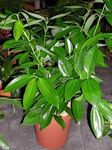 GREEN COLLECTION Live Tej Patta,Bay Leaf, Tez Patta Spice Plant.With 1 Nursery Grow Bag | Care Spices Plants Live Indian Bay Leaf Plant Tejpatta Spice tree (Bay Leaf Plant)