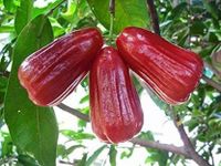 Mitu Red Malay Variety Wax Apple Water Apple Java Apple Fruit (Air layered/Grafted) Live Plants & Tree(1-1.5 Ft Size)