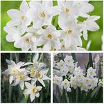 Narcissus Paperwhites x 10 Flower Bulbs Size 12/14 Strong Scented Spring Flowers. Easy to Grow