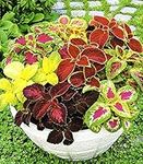 Coleus Multi-Color Varieties Mix Seeds (French Quarter, Wizard Rose, Jade, Coral Sunrise, Black Dragon, Chocolate Covered Cherry, Watermelon) Perennial Beautiful Flowers for Planting 100 Seeds