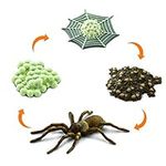 Safari- Life Cycle of A Spider Anim