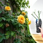 Bare Root Yellow Climbing Rose 'Goldfassade' – Hardy Rose for Vibrant Vertical Displays, Garden Borders & Pathway Accents